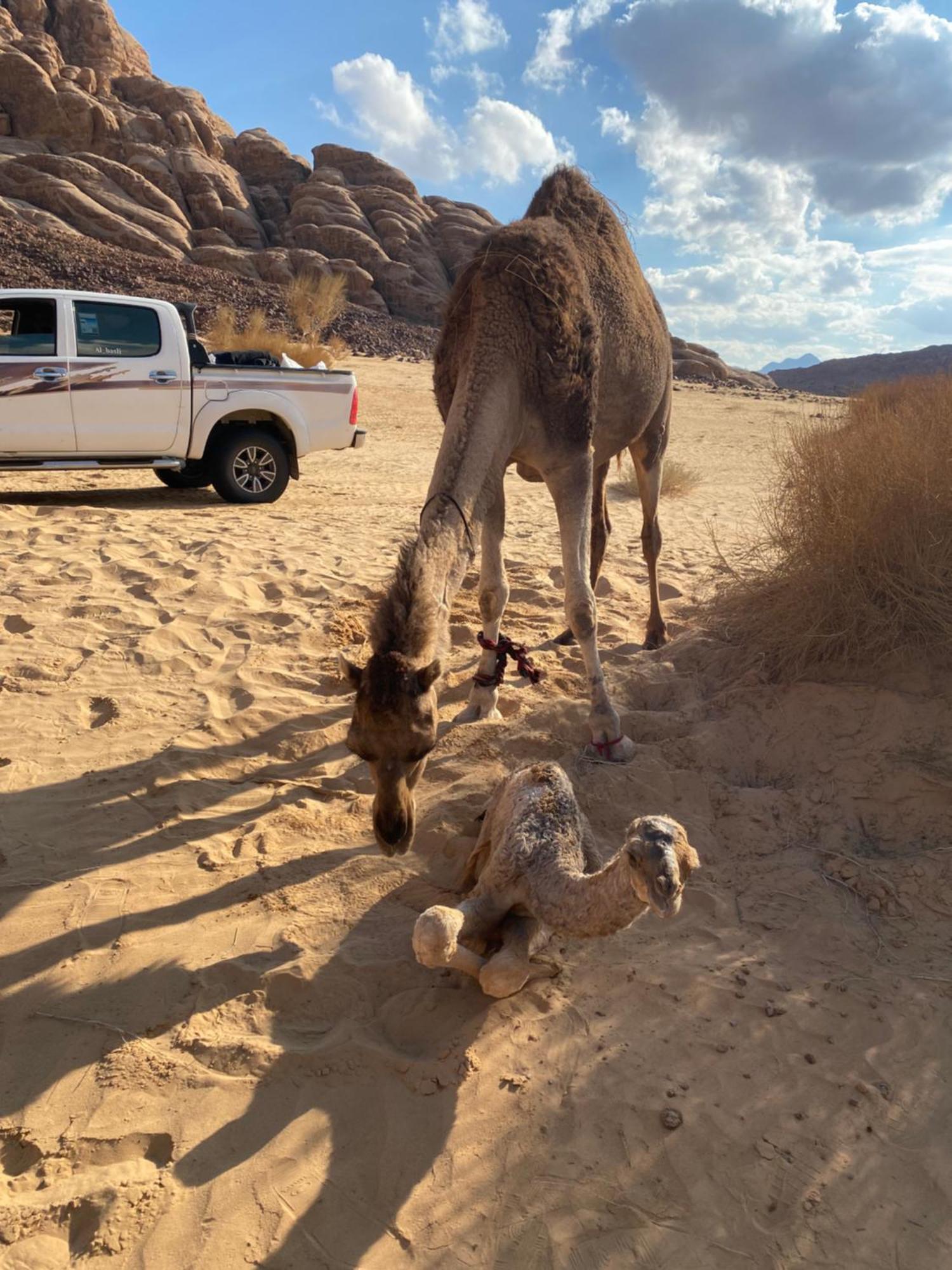 Wadi Rum Albasli エクステリア 写真