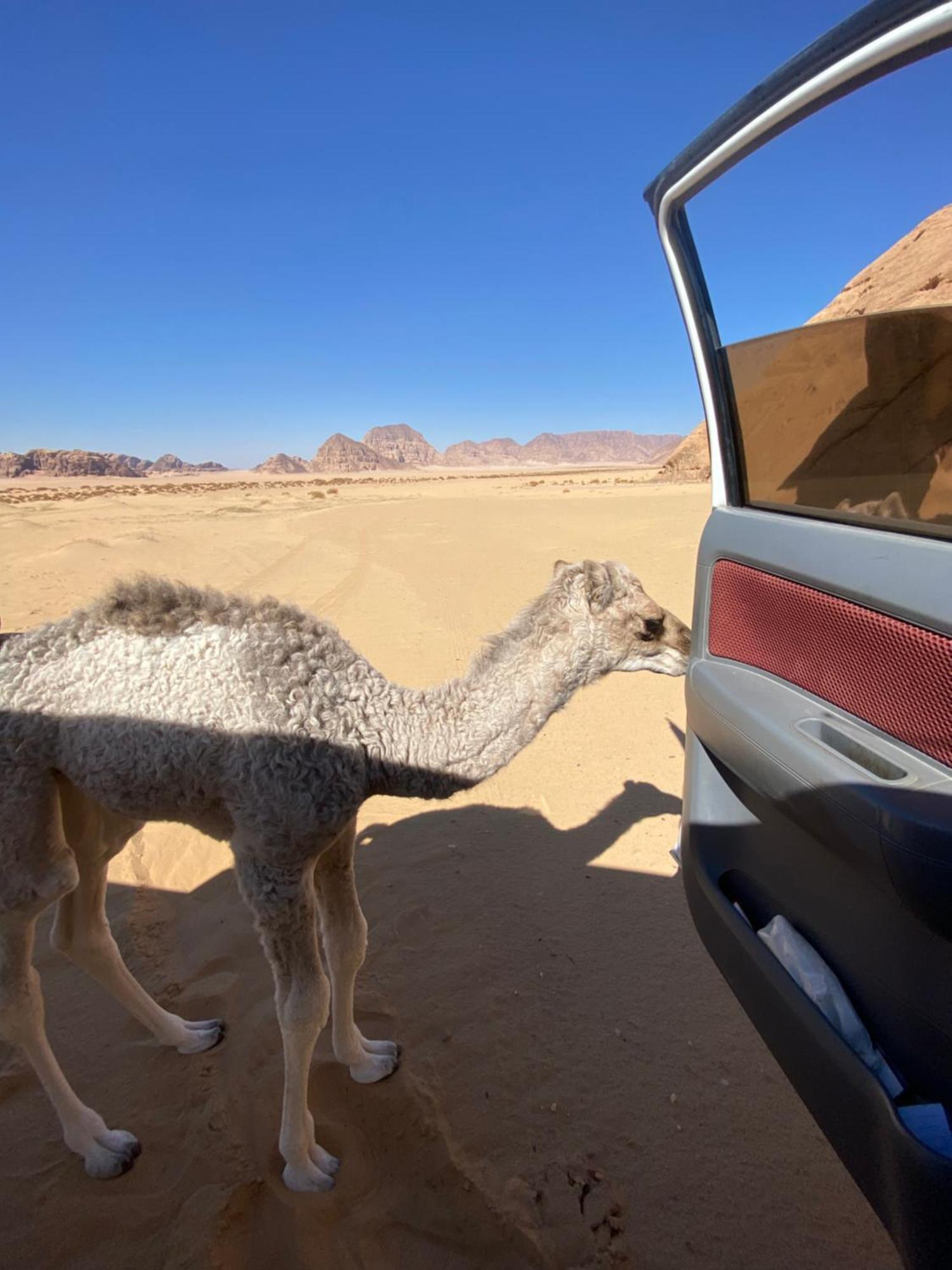 Wadi Rum Albasli エクステリア 写真