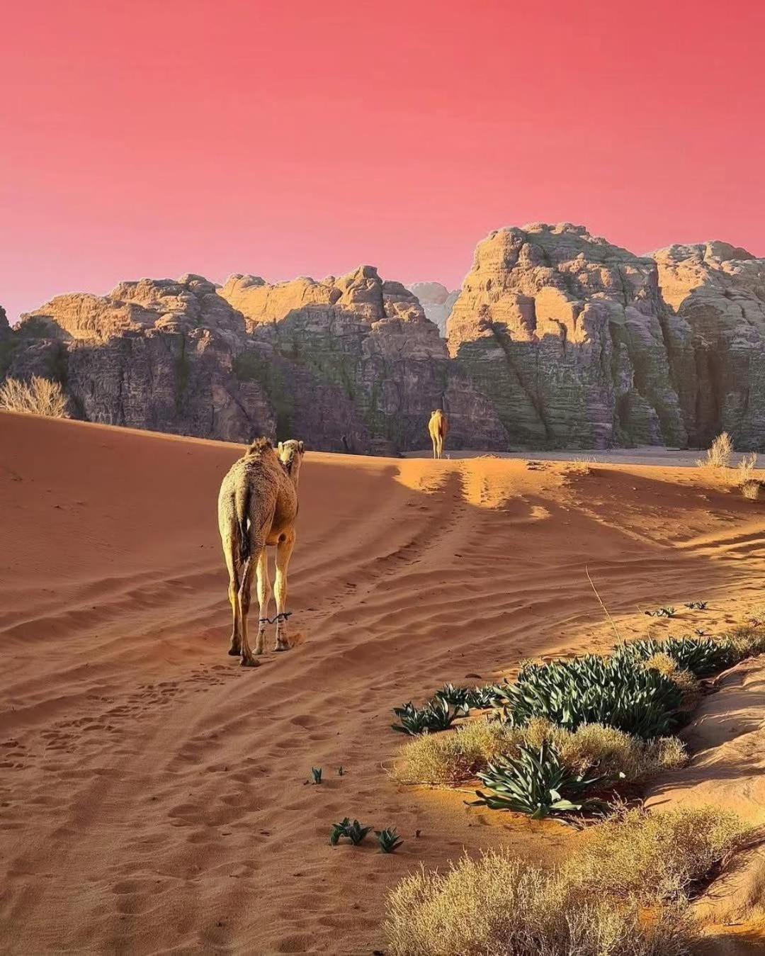 Wadi Rum Albasli エクステリア 写真